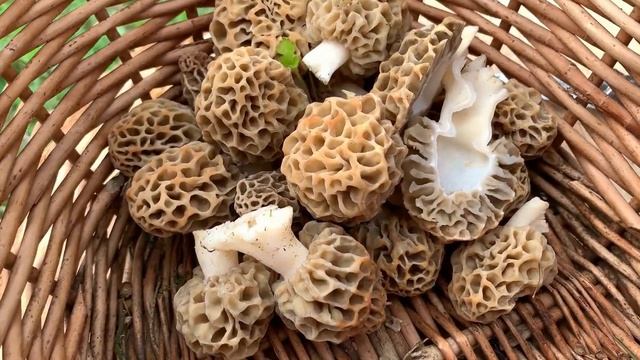 Speisemorchel, Rundmorchel, Gelbe Speisemorchel, Maimorchel, Morchella esculenta | Morels 2019 смотреть онлайн