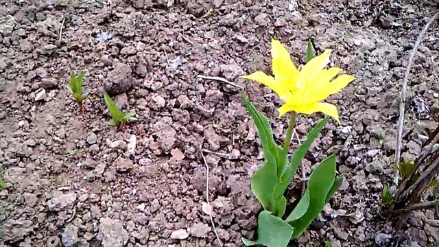 Тюльпаны смотреть онлайн