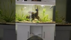 Juwel Vision 450 & 260