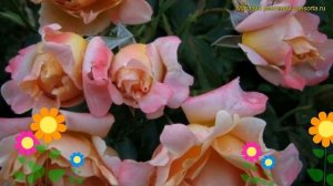 Роза флорибунда Руфлес Дрим. Краткий обзор, описание характеристик rosa Ruffles Dream