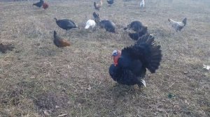 Индюки и Куры вместе.