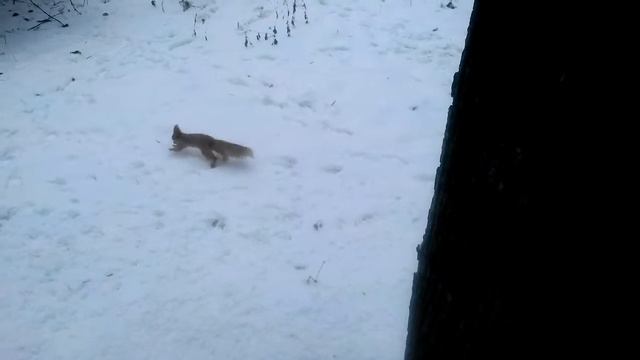 большие орехи для большой белки / Big Nuts for the Big Squirrel смотреть онлайн