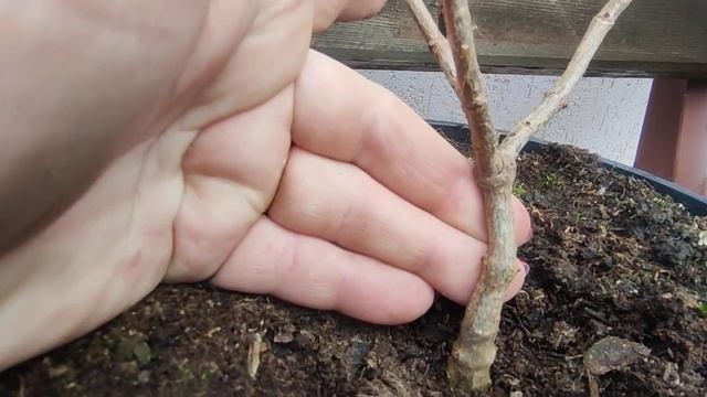 Как вырос саженец Пастель Грин после моей обрезки ?✂️ Как изменились зелёные черенки ГОРТЕНЗИИ ? смотреть онлайн