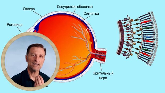 Самая полезная еда для ваших глаз Доктор Берг смотреть онлайн