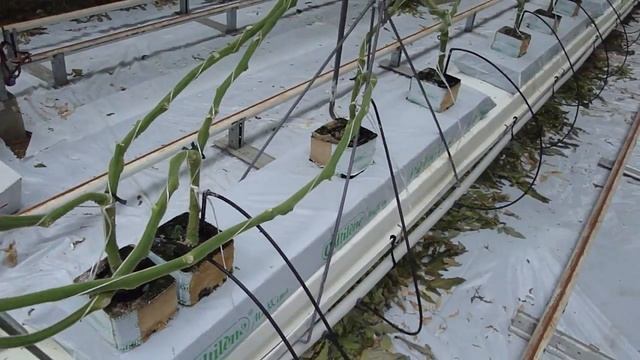 Промышленные теплицы. Выращивание томатов.