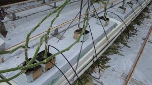 Промышленные теплицы. Выращивание томатов.