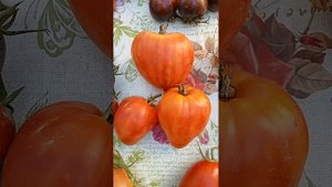 Томаты Канадское наследие, Фляшен, Супер экзотик и еще 12 сортов. Часть 17.Открытого грунта .