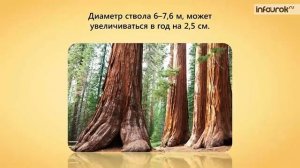 Голосеменные _ Биология 6 класс