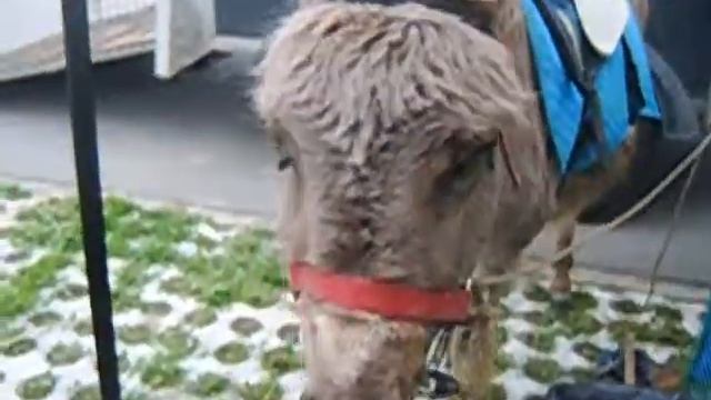 Ослик кушает - Заказ животных - 8965 380-13-11 смотреть онлайн