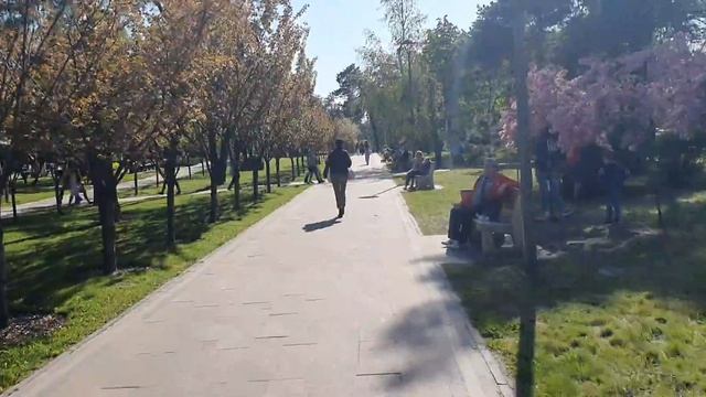 Цветение сакуры в 2021 году. Парк Киото, Киев. 11.05.2021 смотреть онлайн