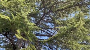 Вы слыхали как поют дрозды…/#Жемчужина #Сочиапрель2023/