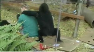 Горилла играет с человеком, уникальные кадры