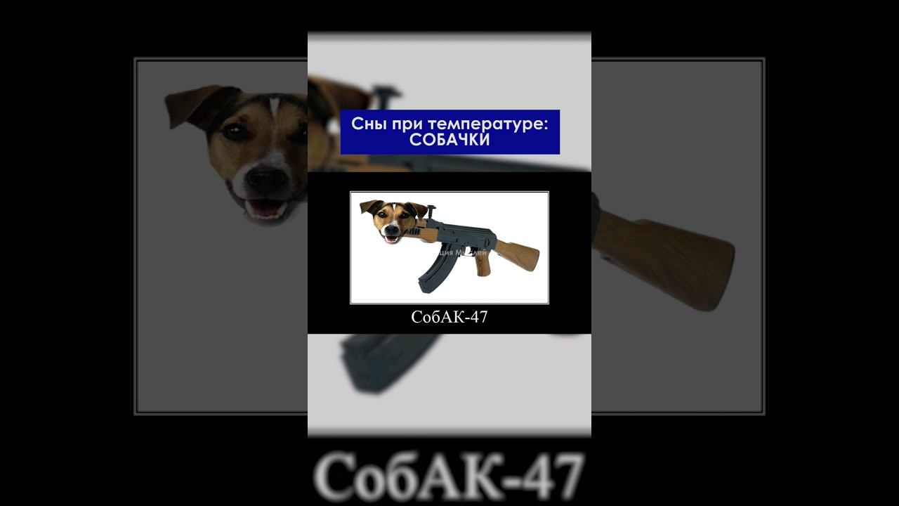 ПроДА? shorts meme memes приколы юмор humor собачки собака dog funnydog tiktok dogs