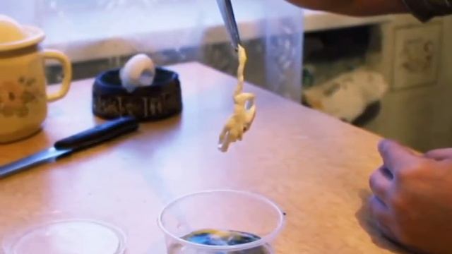 Можно ли из магазинного яйца вывести