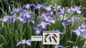 Cottage Farms 5-pc Butterfly Japanese Iris Collection with Courtney Cason