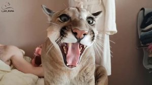 Маша нарушила сонную идилию)