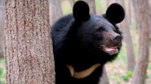ДК Многовершинный рассказывает о животных ДАЛЬНЕГО ВОСТОКА
