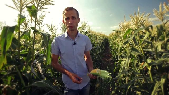 Кукуруза Тести Дрим. Семена Тести Дрим. Сорт Тести Дрим Обзор сахарной кукурузы Тести Дрим смотреть онлайн