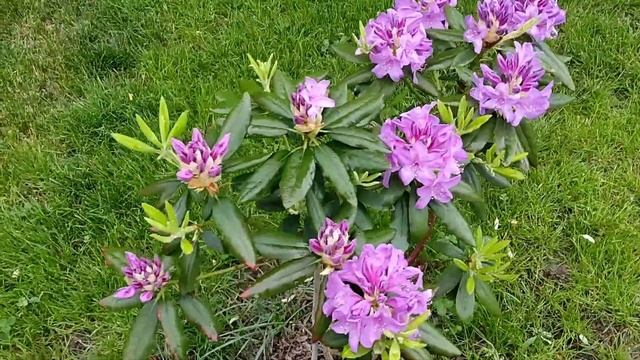 Цвітіння морозостійких Рододендронів. Рододендрон Калі, Хачманс, Грандіфлоріум, Нова Зембла, Калсап