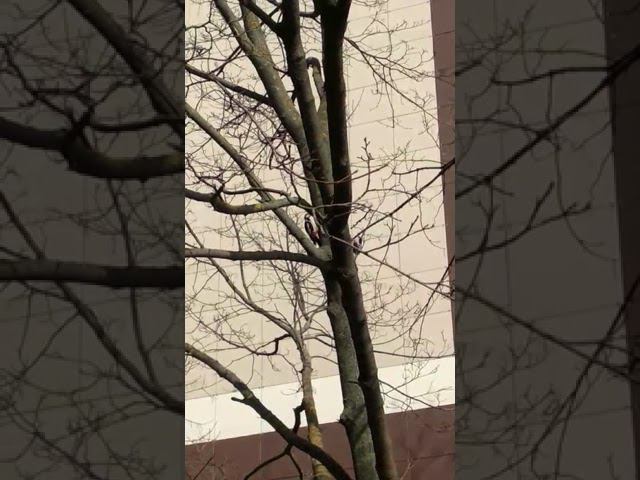 Дятлы играются смотреть онлайн