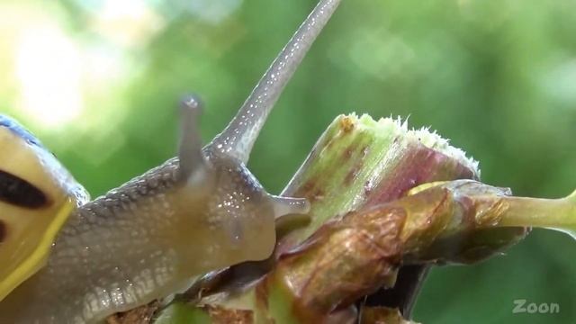 L'escargot des jardins – The white-lipped snail смотреть онлайн