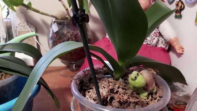 Яркое цветение