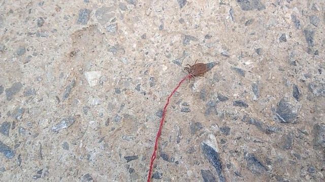 Как выглядит клещ крупным планом. Сняли с собаки? смотреть онлайн