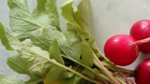 РЕДИС – польза и вред. Кому рекомендован редис, и может ли он навредить?