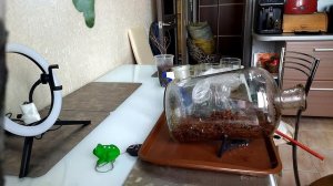 Бонсай 2. Цветочная композиция. Бонсай из фикуса.