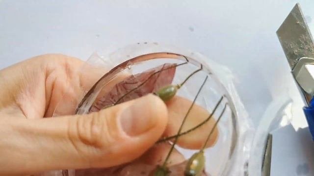 Кулон из эпоксидной смолы и настоящих цветов мака! Для новичков и не только!