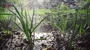 ТОМАТЫ Снимаю Ведрами Без Подкормок После Этого Сидерата! Сидераты Под ТОМАТЫ!