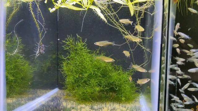 Rare Rice Fish Unboxing From Dan's Fish! Oryzias Matanensis & Oryzias Profundicola смотреть онлайн