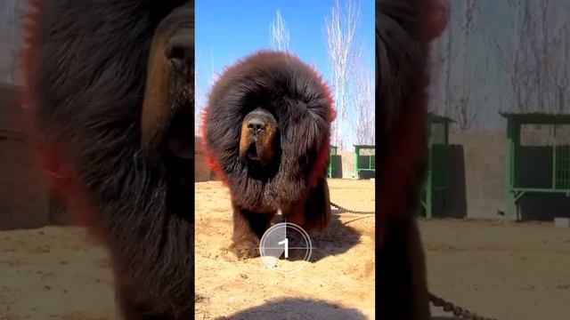 Пишите в комментариях сколько пород удалось угадать👇🏼 #собака #АннаТимофеева #современныйсобаковод смотреть онлайн