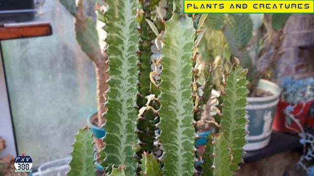 rotting Euphorbia Trigona Rubra   African Milk Barrel