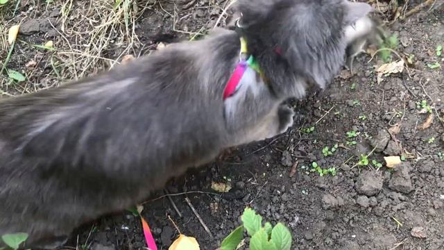 Кошачья охота."Игра в кошки-мышки" смотреть онлайн