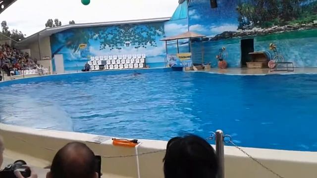 #ДРАКА МЕЖДУ ДЕЛЬФИНАМИ или игра... смотреть онлайн