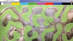 Муравьиная ферма. Жизнь муравьев.