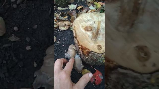 Первые вешенки на пнях смотреть онлайн