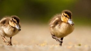 "Танец маленьких утят"