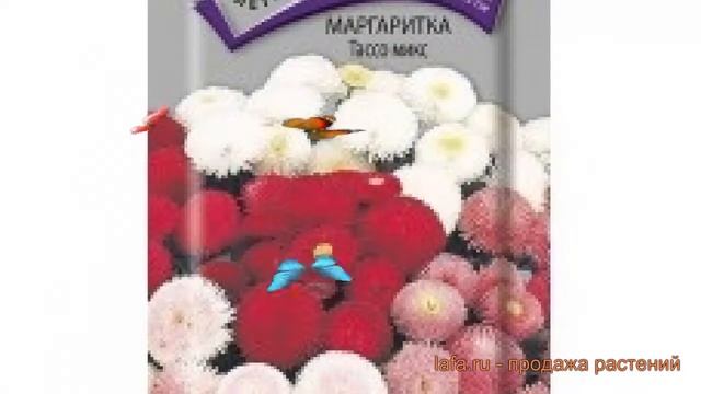Маргаритка обыкновенная Тассо микс (tasso-miks) ? обзор: как сажать, семена маргаритки Тассо микс смотреть онлайн