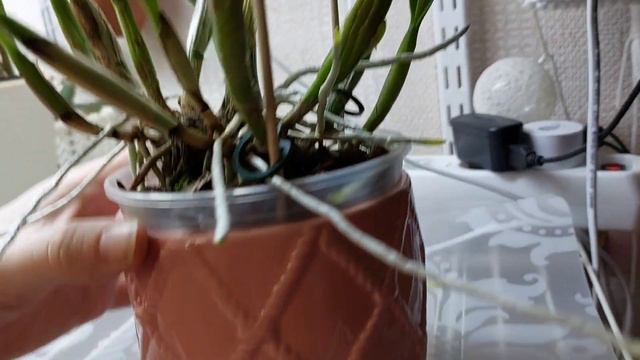 Обзорчик моей каттлейной группы🪴 смотреть онлайн