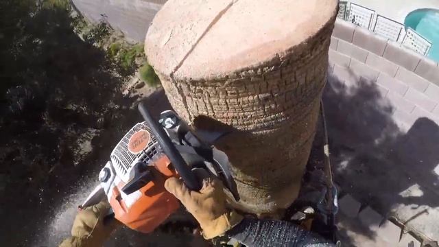THICK Washingtonia filifera gets cuts down (California Palm Tree Removal) смотреть онлайн