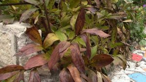 Пионы осенью.  Как подготовить к зиме!?