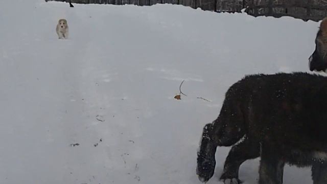 Щенки среднеазиатской овчарки (АЛАБАЙ) в питомнике "ТААЖЫДАР" из Башкирии . смотреть онлайн