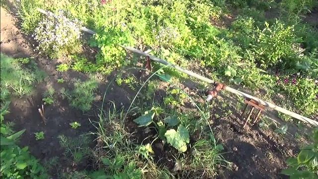 Сорта малины, ежевика. Способ посадки тыквенных. смотреть онлайн