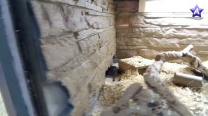 Тула — Экзотариум. В мире животных