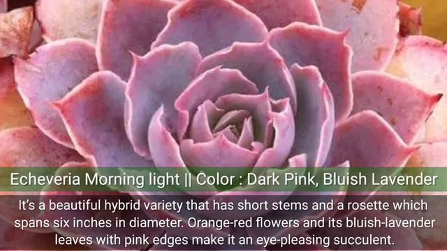 Most Colorful and Beautiful Succulents || Pinakamakulay na mga Succulents смотреть онлайн