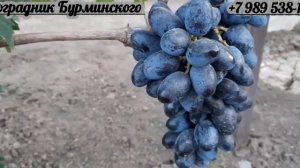 НОВИНКА!!! ГФ. Винограда ХОРНЕТ (Калугин В.М.).