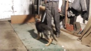 Немецкая овчарка. Выполнение команд 5 месяцев.