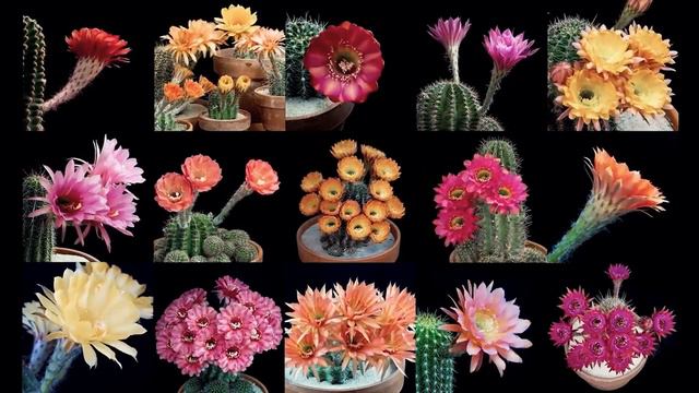 Максим БЭД - Суккулент смотреть онлайн